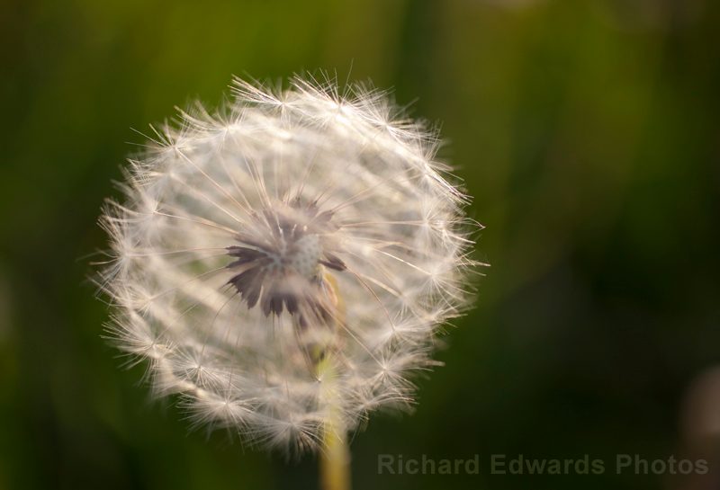 Dandelion Clock