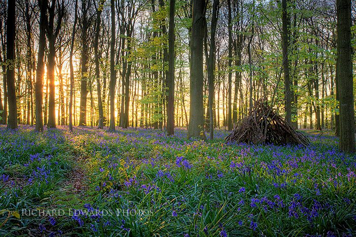 Dawn in the Bluebell Wood