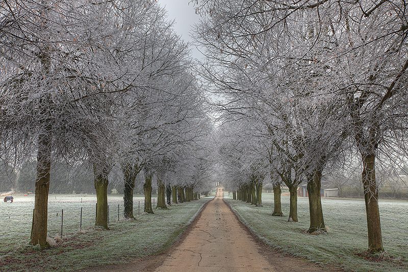 Frosted Avenue