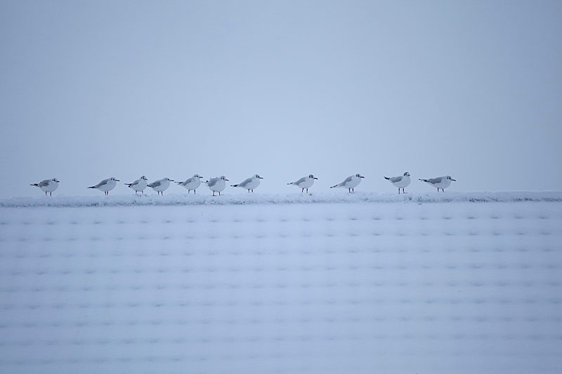 Gulls on Snow
