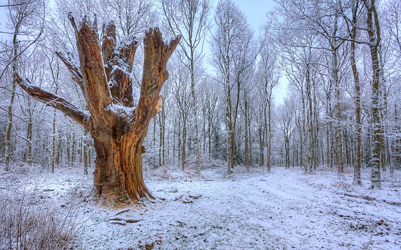 The Hollow Tree in Snow