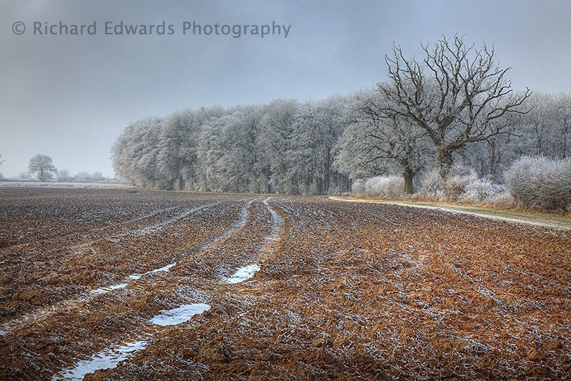 Oakfrith Wood in Frost
