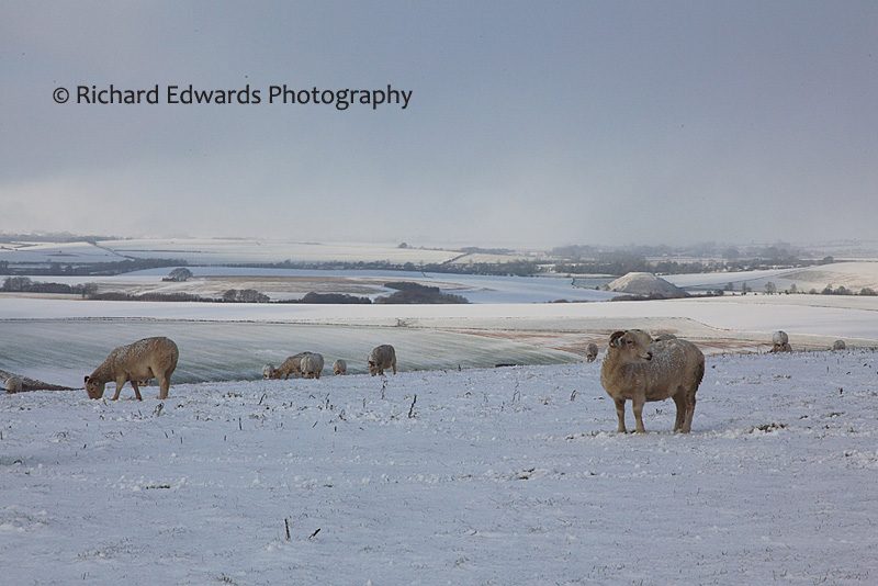 Sheep in Snow, Milk Hill