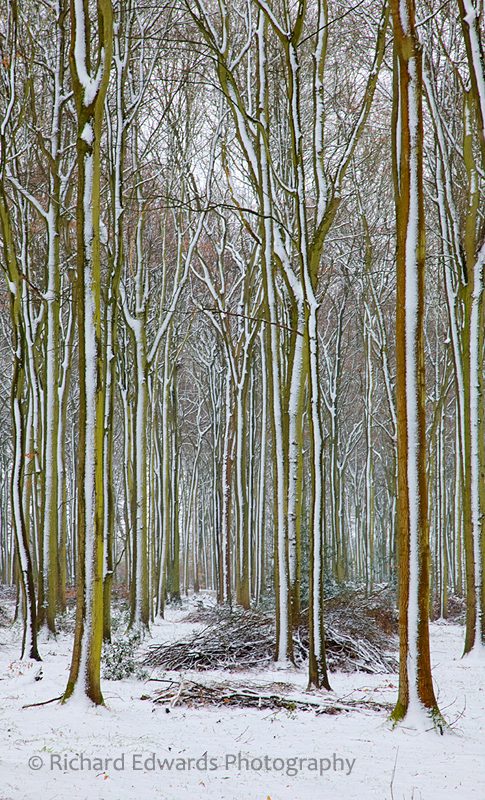 Snowy Woods