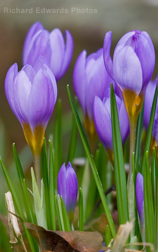 Spring Crocuses