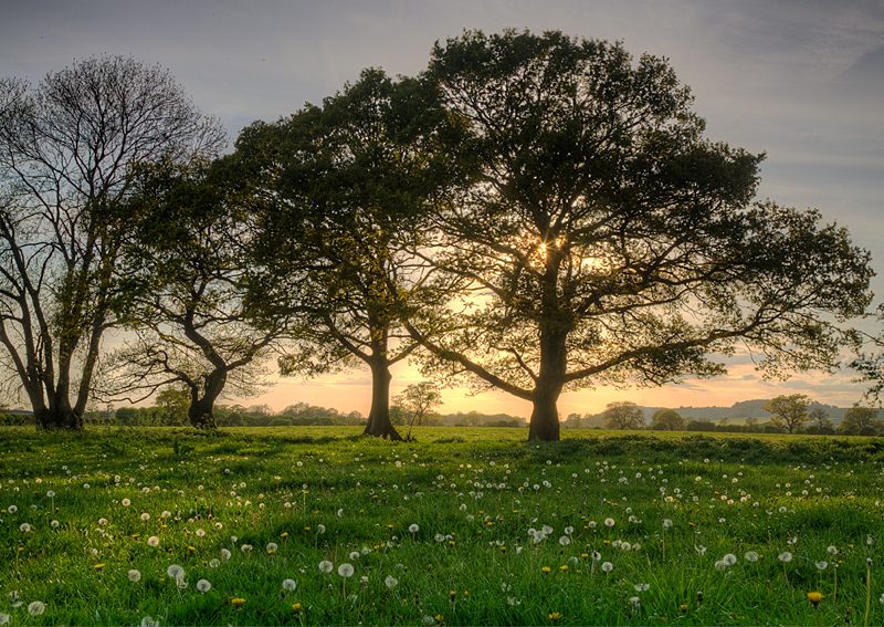 Spring Sunset through the Oaks