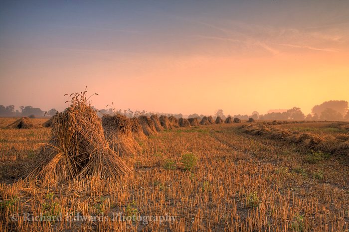 Stooks at Dawn