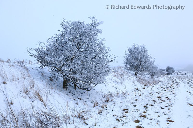 Wansdyke Trees in Snow