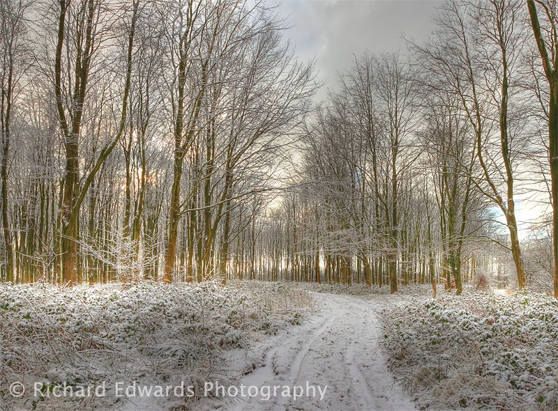 West Woods in Snow
